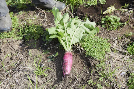 【連載】三浦大根命名100周年デザインPJ⑤出荷量1%からの挑戦。受け継がれる三浦大根のDNA